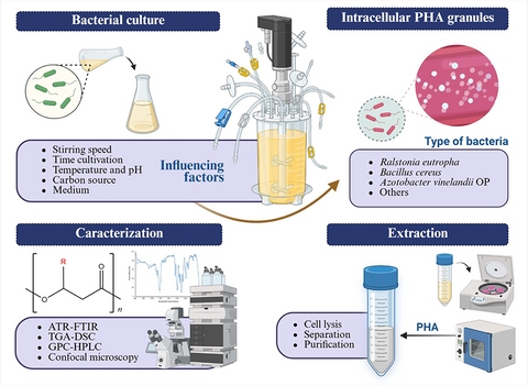 Diagrama sobre la cultura bacteriana y la obtención de granulados de PHA en diferentes etapas.