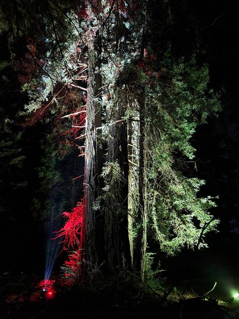 Un grupo de árboles iluminados con luces de colores en medio de la oscuridad de la noche.