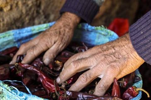 Un par de manos arrugadas revisan un cesto lleno de chiles secos.