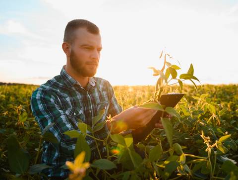 Un hombre en un campo de plantas está utilizando una tablet mientras observa las hojas al atardecer.
