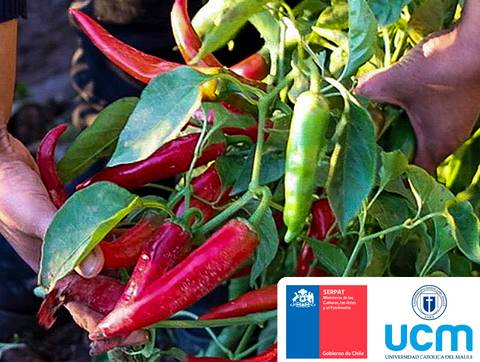 Una mano sostiene una rama cargada de ajíes frescos y coloridos.