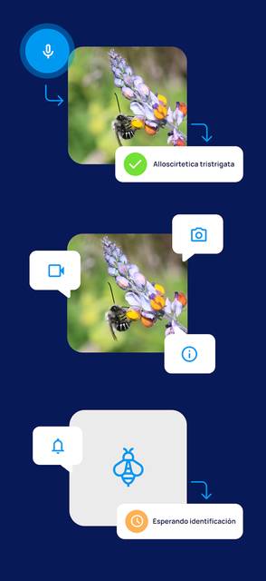 Una abeja sobre una flor colorida en un entorno natural.