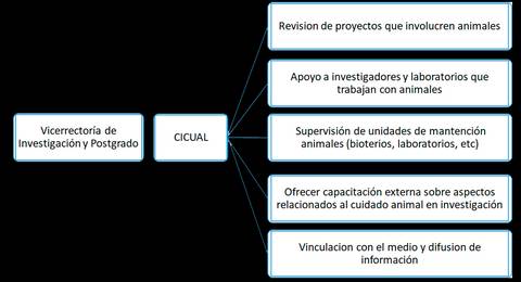 Diagrama que muestra las funciones de la Vicerrectoría de Investigación y Postgrado relacionada con el cuidado y manejo de animales en investigación.