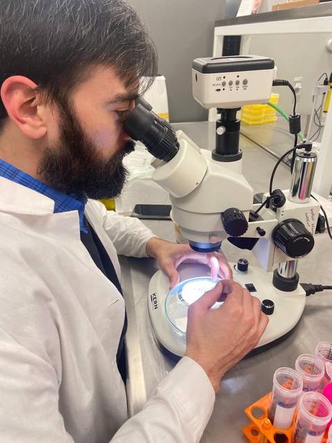 Un científico observa una muestra bajo el microscopio en un laboratorio.