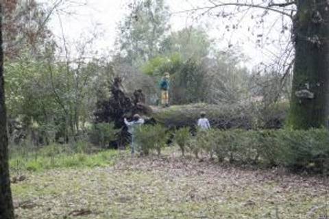 Un grupo de personas está trabajando cerca de un árbol caído en un área verde.
