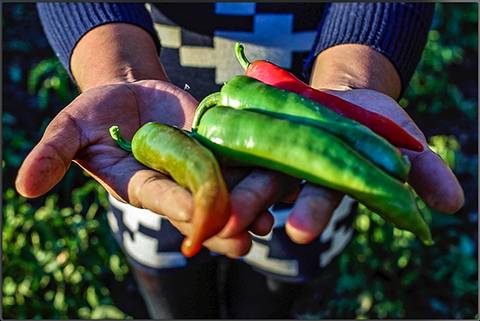 Una persona sostiene varios tipos de ajíes frescos en las manos.