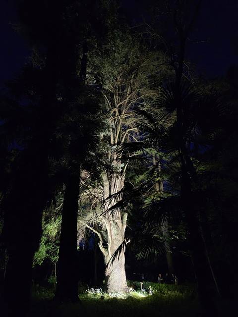 Un gran árbol iluminado en un bosque oscuro.