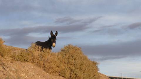 Un burro negro mirando desde una ladera en la cordillera.