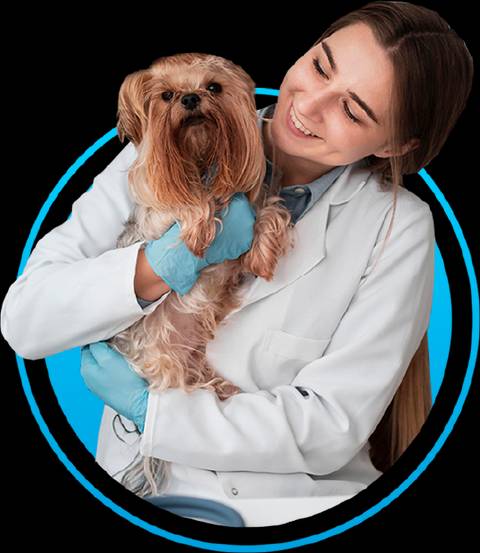 Una veterinaria sonriente sostiene un perro pequeño en brazos.