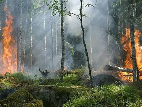 Un bosque en llamas rodeado de humo denso.