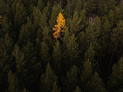 En medio del bosque, un árbol amarillo resalta entre los demás de color verde.