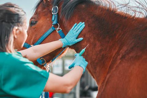 Una persona está atendiendo a un caballo con guantes en un ambiente veterinario.