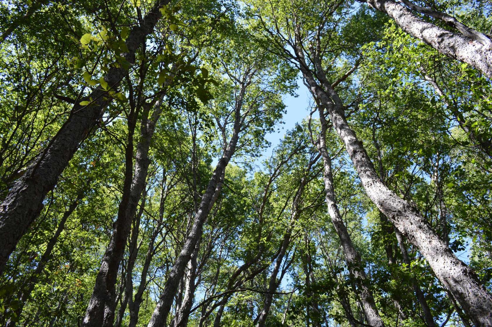 Una vista hacia los altos árboles de un bosque chileno delimitando el cielo.
