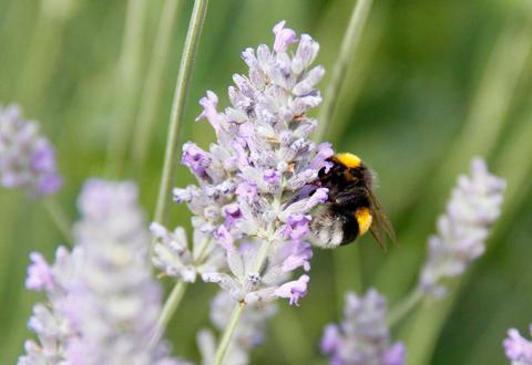 Una abeja polinizando una flor de lavanda en un día soleado.