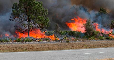 Una escena de un incendio forestal con llamas y humo visible entre los árboles.