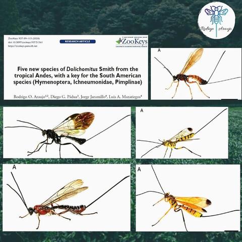 Imagen que muestra cinco nuevas especies de Dolichomitus con texto investigador sobre la taxonomía de esos insectos.