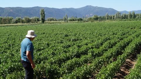 Un hombre observa un vasto campo de cultivos con montañas al fondo.