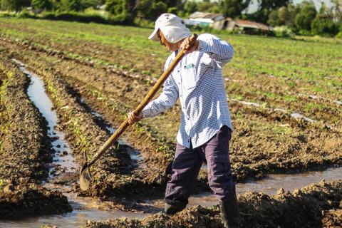 Un agricultor trabaja en un campo sembrado, usando una azada para remover la tierra en un día soleado.