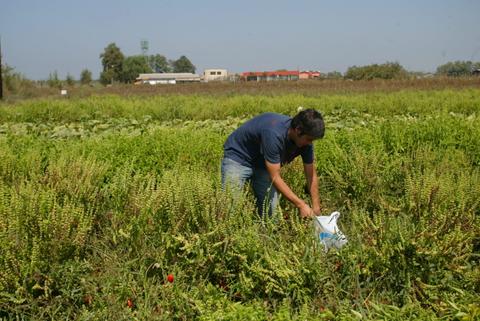 Un hombre recoge plantas en un campo verde bajo un cielo despejado.