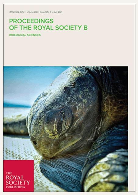 La imagen muestra una tortuga marina descansando en una superficie.