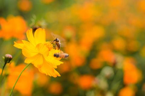 Una abeja polinizando una hermosa flor amarilla en un campo lleno de flores naranjas.