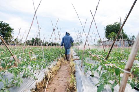 Un agricultor camina por un campo de cultivo de tomates bajo un cielo nublado.