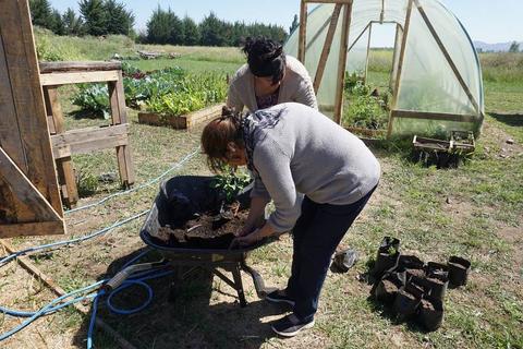 Dos personas trabajan en un huerto, sembrando plantas en una carretilla.