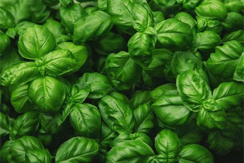 Un conjunto de hojas de albahaca de color verde brillante.