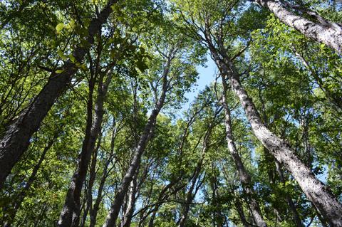 Una vista hacia los altos árboles de un bosque chileno delimitando el cielo.
