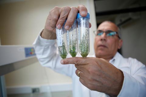Un científico sostiene tres tubos de ensayo con un líquido verde en un laboratorio.