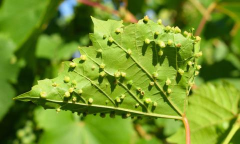 Una hoja de parra con pequeñas protuberancias en su superficie.