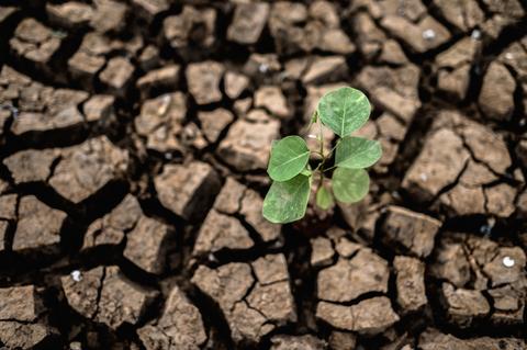 Una planta verde crece en un suelo agrietado y seco.