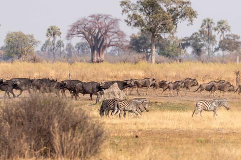 Un grupo de cebras camina mientras búfalos pastan en el fondo de una llanura africana.