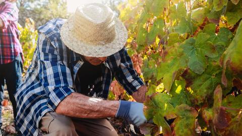 Un agricultor cosechando uvas en un viñedo bajo el sol.
