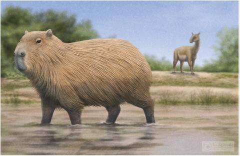 capibara.png