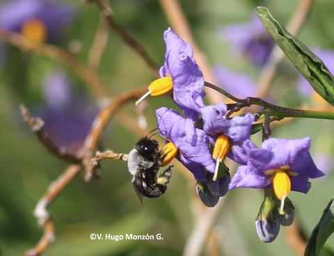 Una abeja visitando una flor morada en un día soleado.