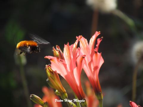Una abeja volando cerca de flores de color rosa en un jardín.