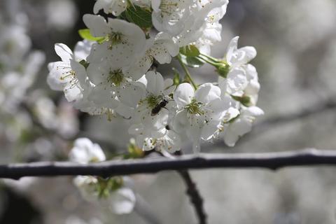 Una abeja sobre flores blancas de un árbol en primavera.