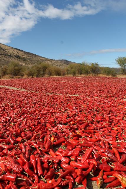 Un campo cubierto de chiles rojos secos bajo un cielo azul.