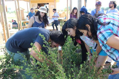 Un grupo de personas está observando y trabajando con plantas en un entorno al aire libre.