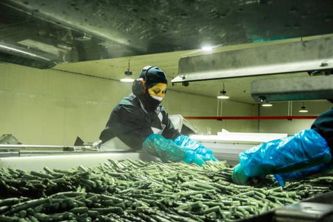 Una trabajadora clasifica judías verdes en una planta de procesamiento.