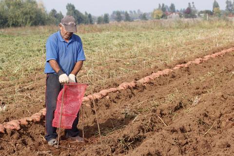 Un hombre está recolectando camotes en un campo de cultivo.