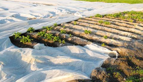 Un campo cultivado con plantas cubiertas parcialmente por una lona blanca.