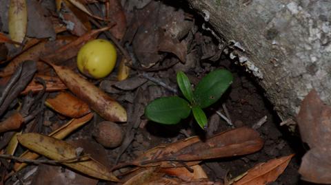 Una pequeña planta verde emergiendo del suelo rodeada de hojas secas y un fruto amarillento.