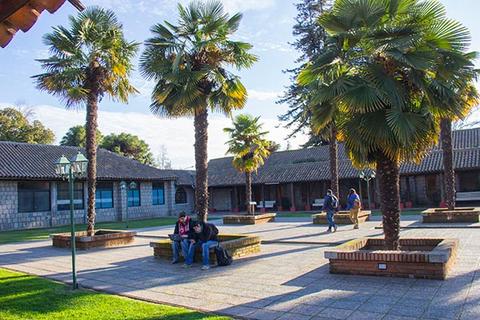 Un patio tranquilo con palmeras y personas sentadas y caminando.