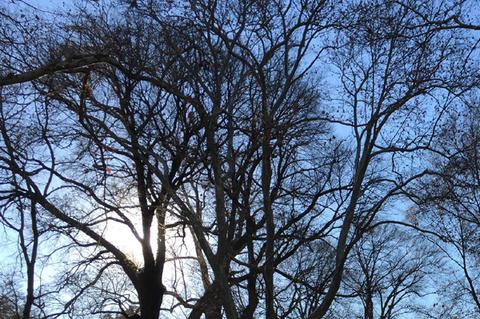 Un grupo de árboles de tallo alto contra un cielo azul claro con el sol brillando detrás de ellos.