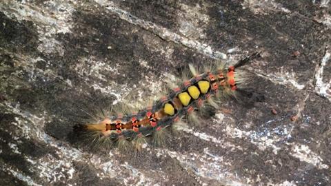 Una oruga colorida se encuentra sobre una superficie de madera.