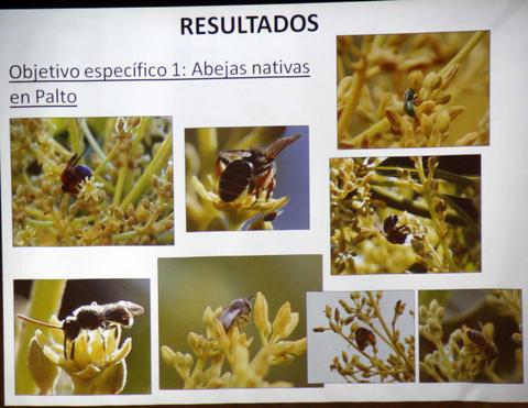 La imagen presenta varias fotografías de abejas nativas en flores de palto.