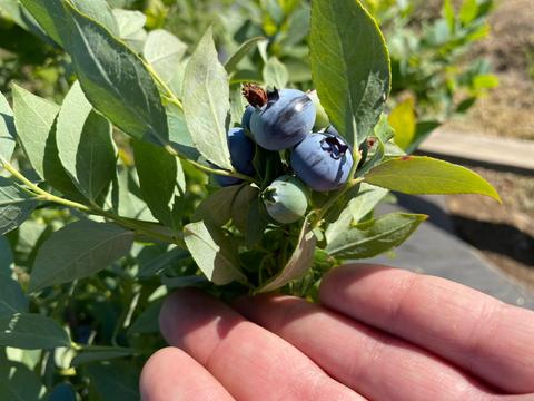 Una mano sostiene un racimo de arándanos alrededor de hojas verdes.