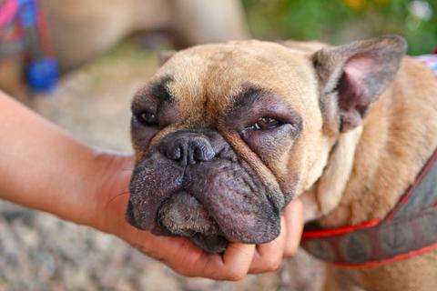 Un perro bulldog francés recibe caricias de una mano.